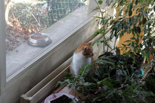 Surveiller les oiseaux armel 11 fev 2012 003.jpg