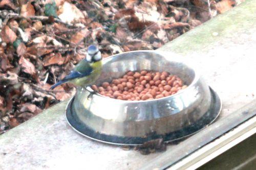 Surveiller les oiseaux bleue rec 11 fev 2012 007.jpg