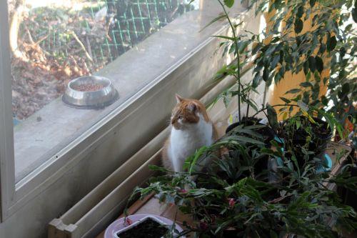 Surveiller les oiseaux armel 11 fev 2012 002.jpg