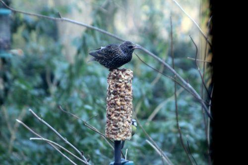 Maître étourneau sur étourneau 9 fev 2012 007.jpg