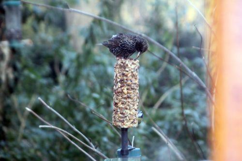 Maître étourneau sur étourneau 9 fev 2012 006.jpg