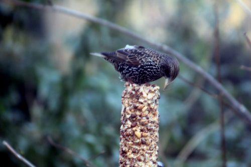 Maître étourneau sur étourneau 9 fev 2012 003.jpg