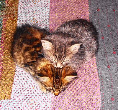 La_saint_valentin_chats