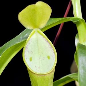 Piège de Nepenthes reinwardtiana et ses Une plante carnivore qui a des yeux