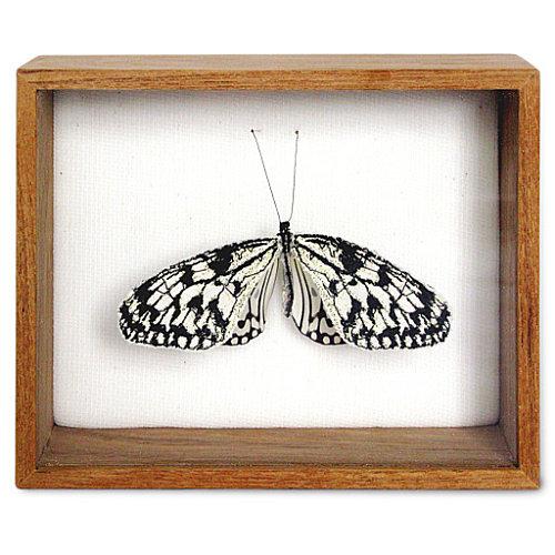 Réparer la beauté 11-vlinderkast-02-0