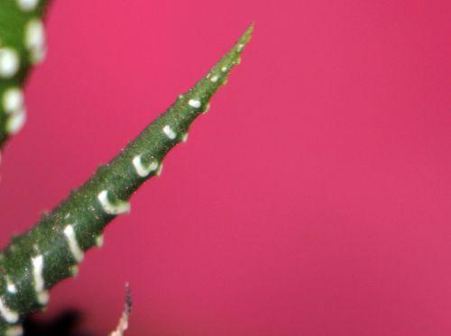 Haworthia 5 haworthia 15 fev 2012 003.jpg