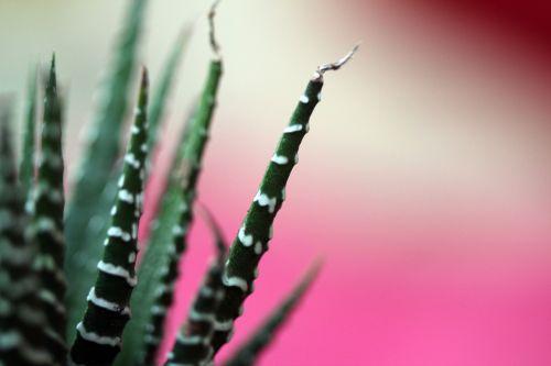 Haworthia 4 haworthia 15 fev 2012 005.jpg