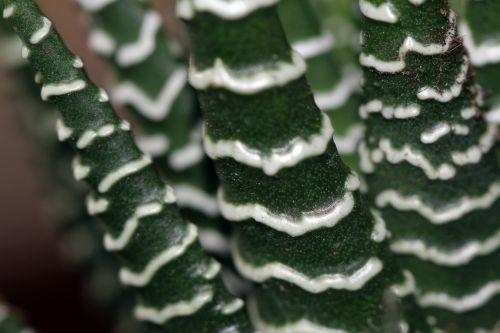 Haworthia 3 haworthia 15 fev 2012 012.jpg