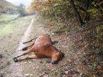 Non ! Tous les chasseurs n'ont pas 0,25 g d'alcool dans le sang au petit matin cheval