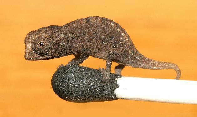 Brookesia_micra Brookesia micra – le caméléon miniature de Madagascar