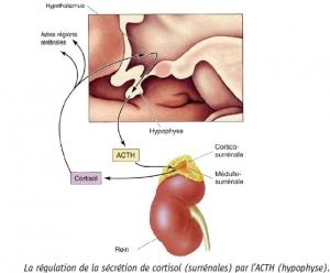 Syndrome de CUSHING et DIABÈTE: Premier traitement approuvé par la FDA  – Food and Drug Administration