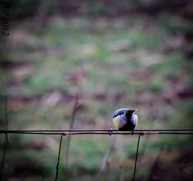 Voler / To Fly 1,2,3, parti... / 1,2,3,Gone!...