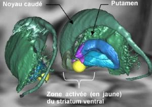 NEURO: Le striatum ventral, pour rester motivé, motivé, motivé – Inserm et PLoS Biology