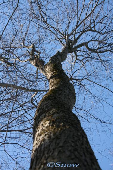 L’âge de l’éternité Danse-Snow.jpg