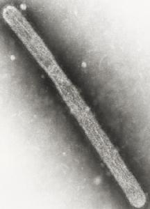Recherches H5N1: Le virus est dangereux, il faut agir, alertent les Microbiologistes – American Society for Microbiology- Mbio