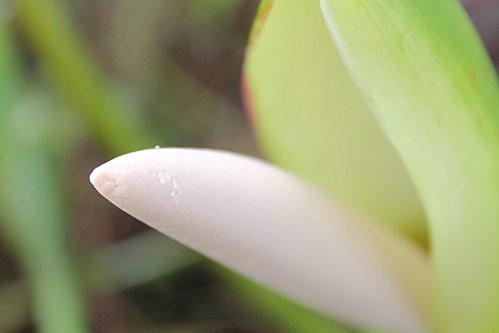 philodendron tival-079.JPG