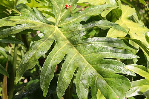 philodendron tival-075.JPG