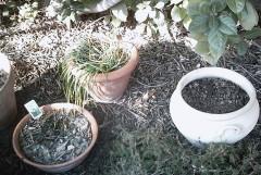 APRES LE GEL, LE BEAU TEMPS jardin,loisirs,plantes,travaux,saisons,société