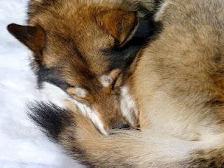 Beautés nordiques Beautés nordiques