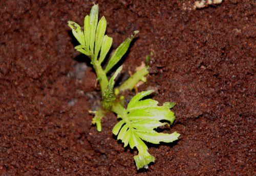 Sambucus adnata démarre sambucus adnata veneux 25 fev 2012 020.jpg