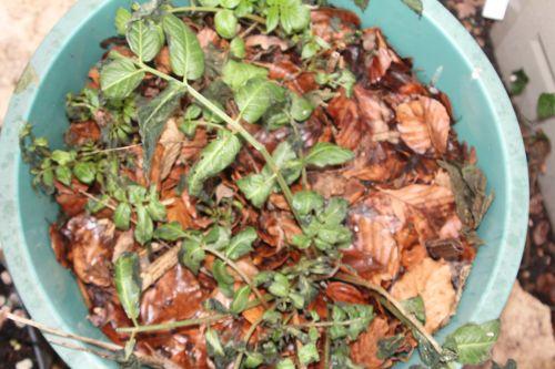 Sambucus adnata démarre sambucus chinensis veneux 25 fev 2012 021.jpg