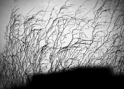 L'indicible analogique L'indicible analogique