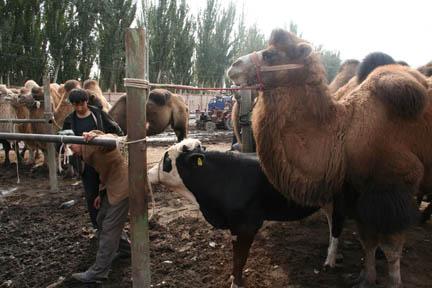 Carnet de bord du Xinjiang : Kashgar Balades dans Kashgar : le marché aux bestiaux