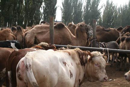 Carnet de bord du Xinjiang : Kashgar Balades dans Kashgar : le marché aux bestiaux