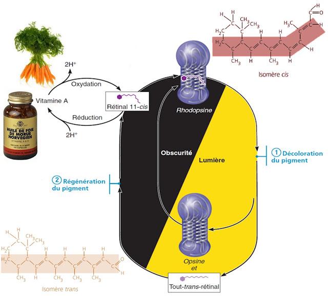 Clair-obscur rétinien... Clair-obscur rétinien...