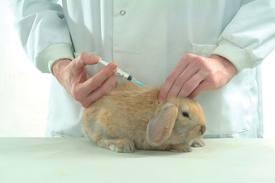 nouveau vaccin pour lapin