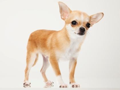 L’homme qui se servait d’un chihuahua comme balle de golf risque quatre ans de prison