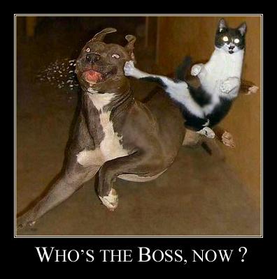 Cat vs Dog : Who's the boss, now ? Cat vs Dog : Who's the boss, now ?