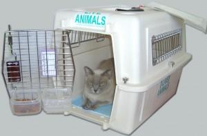 Comment transformer la cage transport du chat en un espace de plaisir ?