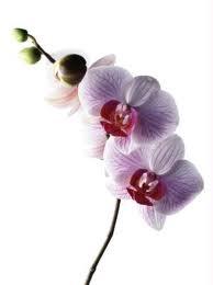 elle a fleuri elle a fleuri