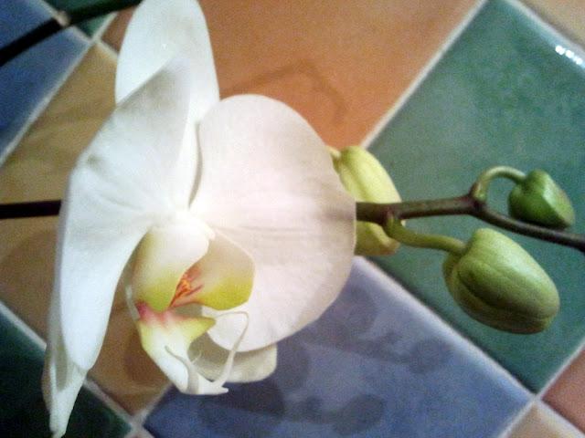 elle a fleuri elle a fleuri