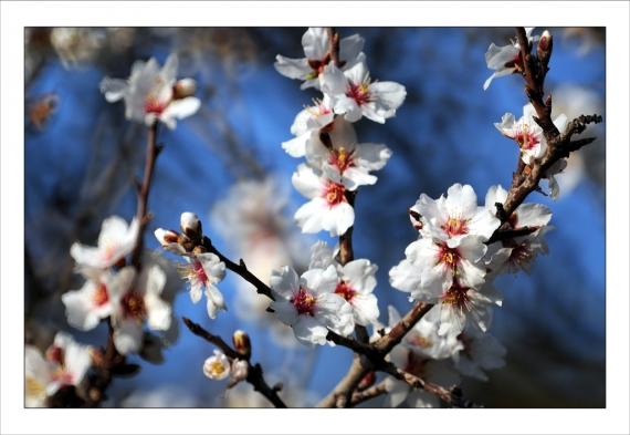Frémissement Jardins de la Fontaine, amandier, nymphée, source, Nîmes, Languedoc-Roussillon, Provence, Gard