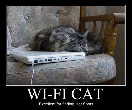 WiFi cat WiFi cat