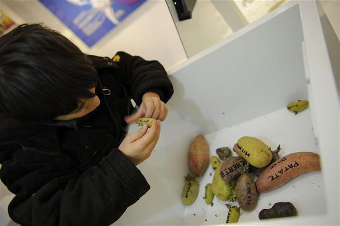 la-pomme-de-terre-et-le-sphinx-a-tete-de-mort Sortie: Le naturoptère