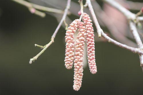 Corylus avellana 'Purpurea' 5 chatons romi 1 mars 2012 036.jpg