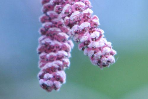 Corylus avellana 'Purpurea' h corylus romi 1 mars 2010 030.jpg