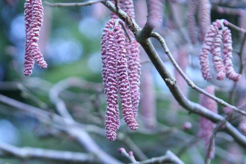 Corylus avellana 'Purpurea' f corylus romi 1 mars 2010 032.jpg
