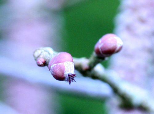 Corylus avellana 'Purpurea' d corylus fleurs f romi 1 mars 2010 046.jpg