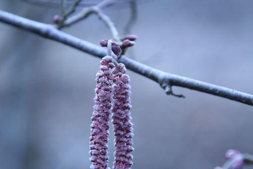 Corylus avellana 'Purpurea' g corylus romi 1 mars 2010 033.jpg