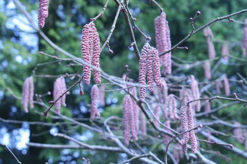 Corylus avellana 'Purpurea' e corylus romi 1 mars 029.jpg