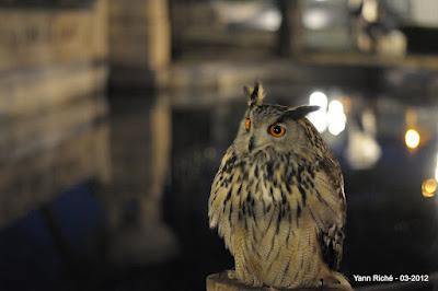Semaine cévenole : les camisards en son et lumière Semaine cévenole : les camisards en son et lumière