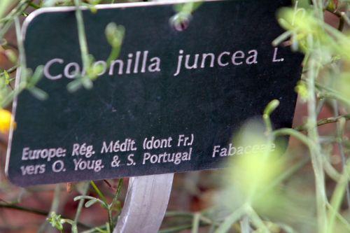 coronilla juncea paris 21 janv 2012 117 (1).jpg