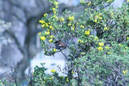 coronilla varia 1 oiseau paris 23 mars 099.jpg