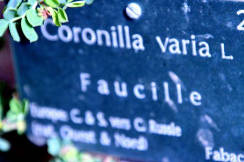 coronilla varia paris 23 mars 102.jpg