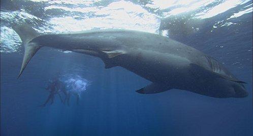 The Reef (Andrew Traucki – 2010) The Reef (Andrew Traucki – 2010)