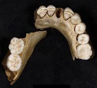 Les Néandertaliens européens étaient au bord de l'extinction avant même l'arrivée des hommes modernes